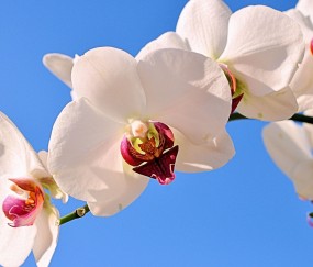 四平正规助孕捐卵机构，附正规捐卵机构报名表！
